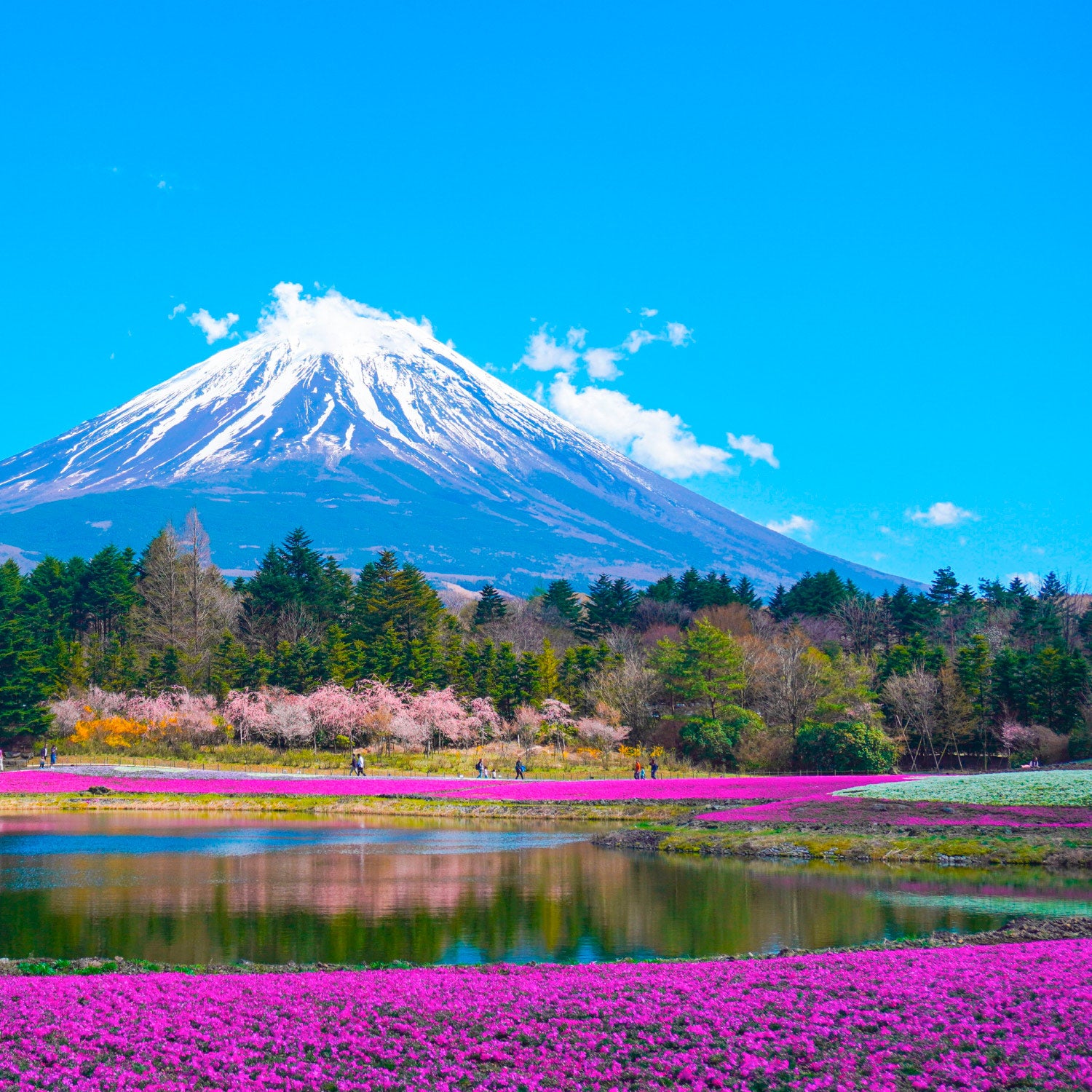 Verschneiter Berg Fuji, umgeben von blühenden rosa Blumen und einem Teich im Vordergrund, mit klarem blauem Himmel.