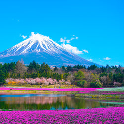 Verschneiter Berg Fuji, umgeben von blühenden rosa Blumen und einem Teich im Vordergrund, mit klarem blauem Himmel.